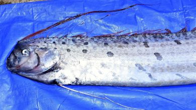 Un « poisson de l’apocalypse » rare découvert sur une plage californienne